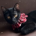 綺麗な黒猫の女の子です