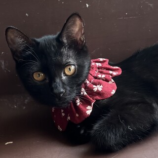 綺麗な黒猫の女の子です