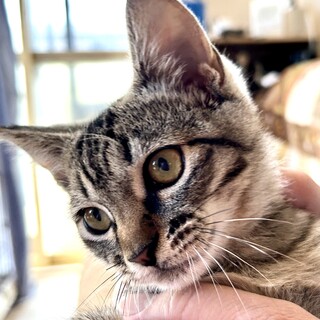 猫さんも人も大好き❤️うーちゃん