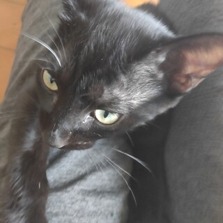 黒猫。生後５ヶ月。男の子