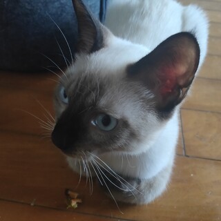 白猫。五ヶ月。男の子。