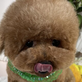 ☆トライアル中‪☆トイプードル/4歳/