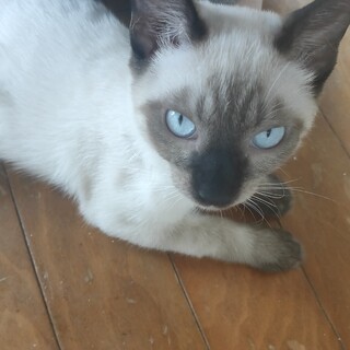 白猫。五ヶ月。女の子。