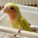 コザクラインコ　ありがとうございました