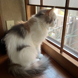 パステルミケのるりるりさん