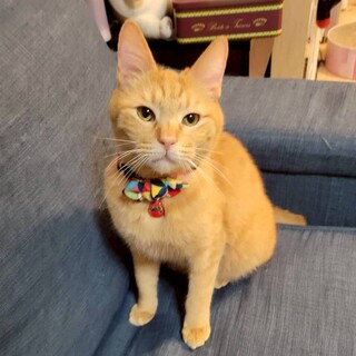 人馴れ抜群！超甘えん坊な★たまごくん