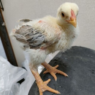 里親の申請があったため停止中