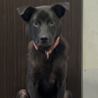 クールな目がかっこいい男の子(チャロくん)