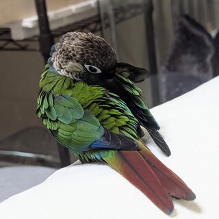 里親さんが見つかりました(*_ _)