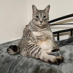 鼻腔内リンパ腫になったルーチェを助けたい