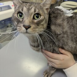 「鼻腔内リンパ腫になったルーチェを助けたい」サムネイル2