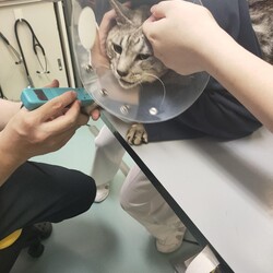 「鼻腔内リンパ腫になったルーチェを助けたい」サムネイル3