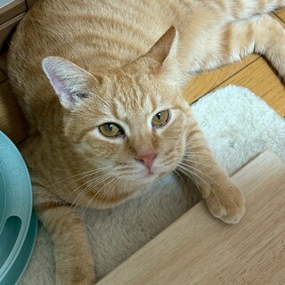 まんまるお顔とお目目が可愛い❤︎きなこちゃん