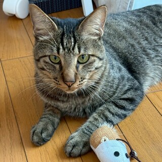 大きな耳と凛々しいお顔がポイントの★しおりくん