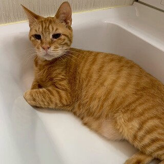 人馴れ抜群！なでなで大好き★寅吉くん