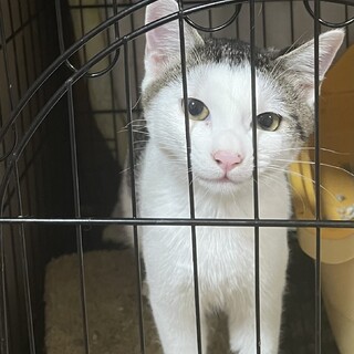 前髪ぱっつんな個性的