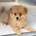 【ご家族決まりました】ポメラニアン