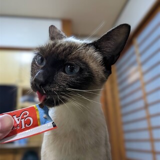 決まりました⭐︎美人なシャム猫ちゃん