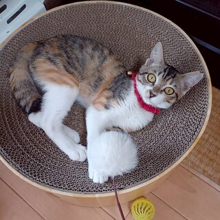 愛嬌たっぷりの困り顔♡マナちゃん