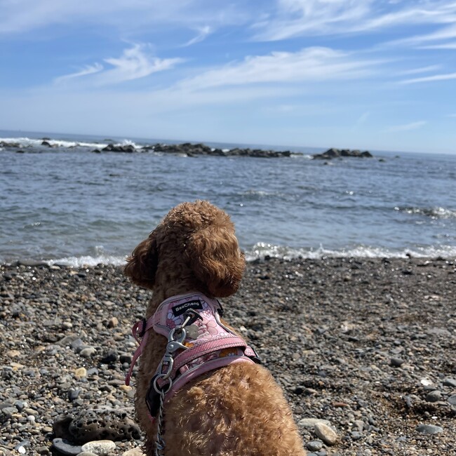 demachiのカバー写真