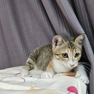 愛らしいミケちゃんミーナ