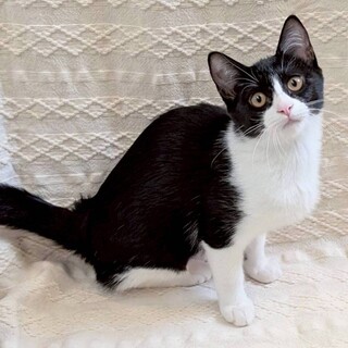 B cat 様 専用 ムッドレ】E・B Cat柄＆Dog柄特大キャディ&Dog柄マグカップ