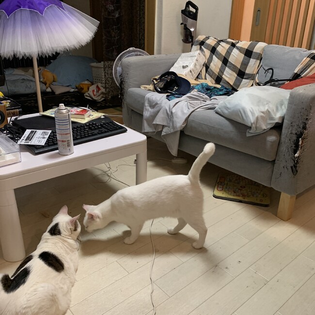 ウメシマネコのカバー写真