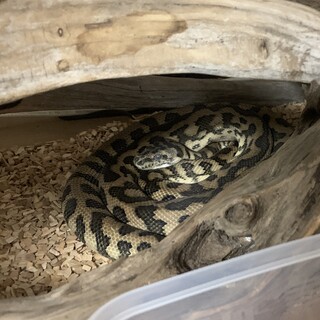 ジャガーカーペットパイソン（ヘテロアザン）