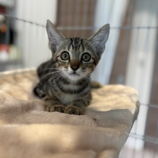 アメショ！みたいな男の子