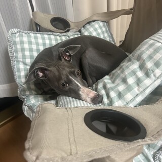 大切に育てて頂けるお方をお探ししています