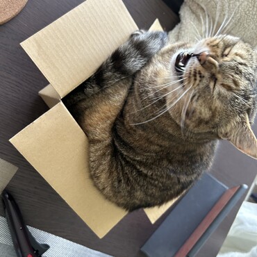 チビ