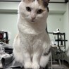 みけ