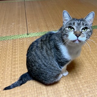 ７キロ超えの愛されbody♡ぐーにゃんちゃん