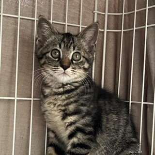 スリゴロ　マヌルくん