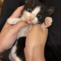 【よちよち子猫】可愛い模様のくろぶち4兄妹です！