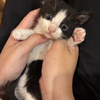 【よちよち子猫】可愛い模様のくろぶち4兄妹です！