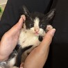 【よちよち子猫】可愛い模様のくろぶち4兄妹です！ サムネイル2