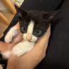 【よちよち子猫】可愛い模様のくろぶち4兄妹です！ サムネイル3