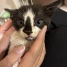 【よちよち子猫】可愛い模様のくろぶち4兄妹です！ サムネイル4