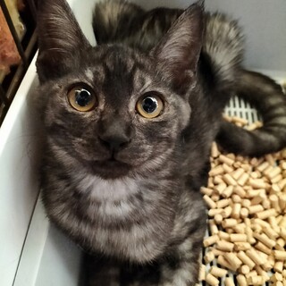 顔も目もまん丸♡珍しい毛色の女の子