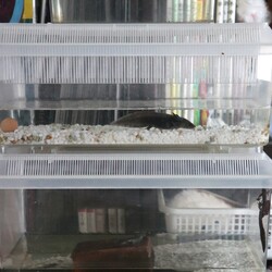 ４匹のイモリと２匹のメキシコサンショウウオ