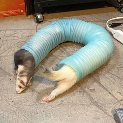 筒であそぶフェレット