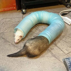 「筒であそぶフェレット」サムネイル2