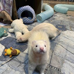 「遊ぶフェレット、カメラによってくる。」サムネイル1