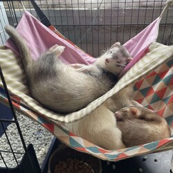 上と下のハンモックで眠るフェレット