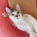 超絶フレンドリー‼️おもしろ可愛いミケ❗️