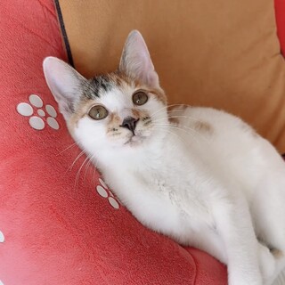 超絶フレンドリー‼️おもしろ可愛いミケ❗️