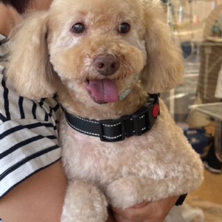 トイプードルの男の子　おかかくん