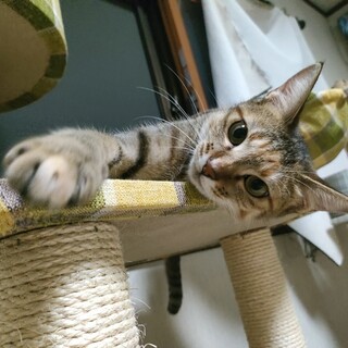 やんちゃで猫大好きな女の子♪小夏ちゃん