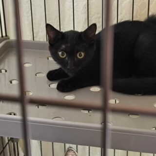 かわいい黒猫さん（推定３ヶ月）